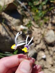 Nemesia cheiranthus