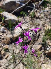 Nemesia cheiranthus