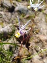 Nemesia cheiranthus