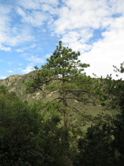 Pinus greggii