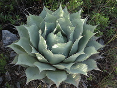 Agave ovatifolia