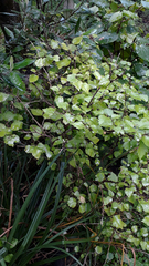 Plagianthus regius chathamicus