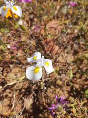 Moraea serpentina
