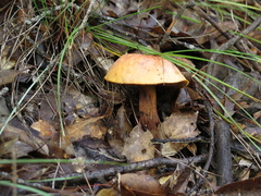 Boletus fairchildianus