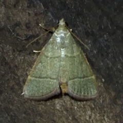 Hypsopygia nostralis