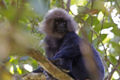 Semnopithecus johnii