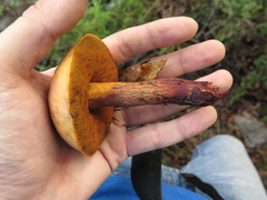 Boletus fairchildianus
