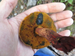 Boletus fairchildianus
