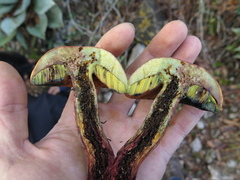 Boletus fairchildianus