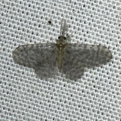 Nallachius americanus