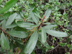 Comarostaphylis polifolia