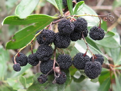 Comarostaphylis polifolia