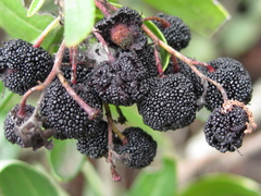 Comarostaphylis polifolia