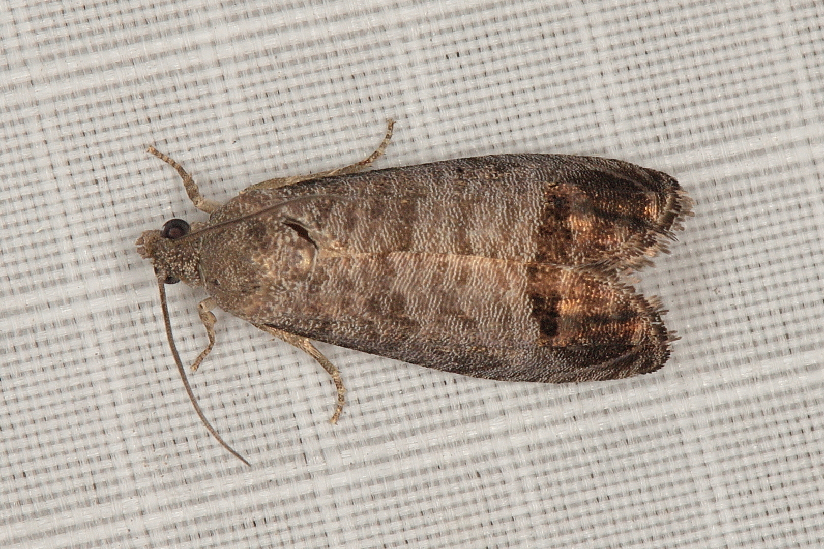 Cydia pomonella (Linnaeus, 1758)