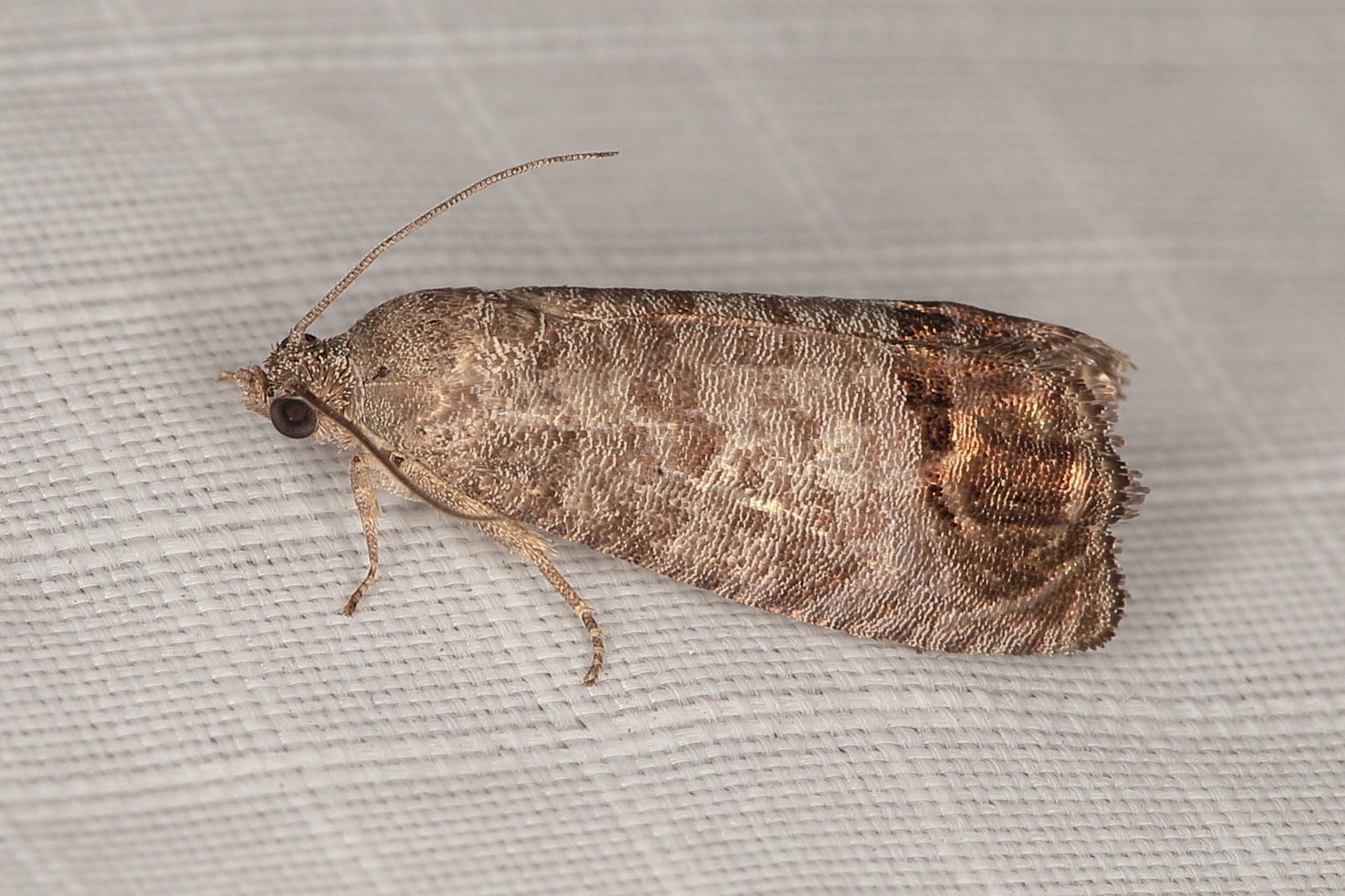 Cydia pomonella (Linnaeus, 1758)