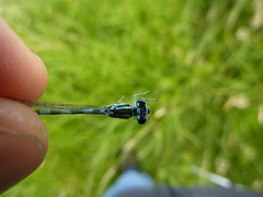 Coenagrion mercuriale