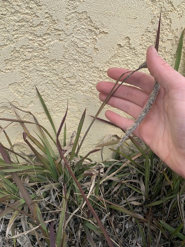 California satintail (Imperata brevifolia)