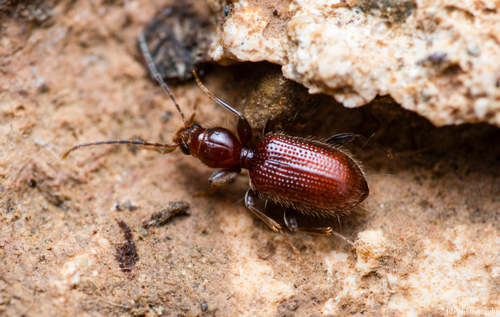Apotomus rufus