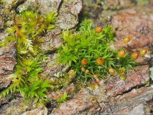 Ptychomitrium drummondii