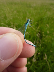 Coenagrion mercuriale