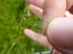 Coenagrion mercuriale