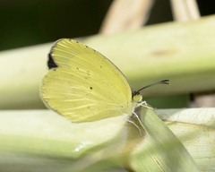 Pyrisitia dina