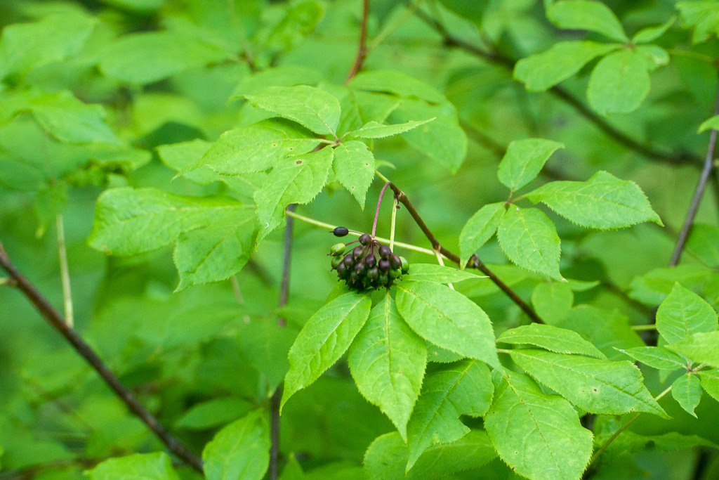 Eleutherococcus senticosus from Чугуевский р-н, Приморский край, Россия ...
