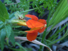 Erythranthe cinnabarina