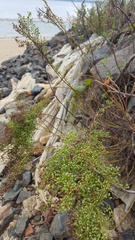 Artemisia campestris caudata