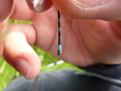 Coenagrion mercuriale