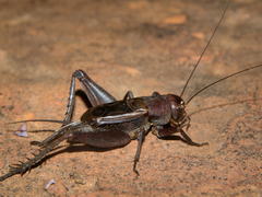 Teleogryllus