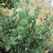 Lopholaena coriifolia - Photo 由 Kyle Campbell 所上傳的 (c) Kyle Campbell，保留部份權利CC BY-NC