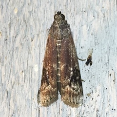 Euzophera semifuneralis