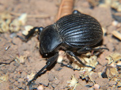 Gonopus