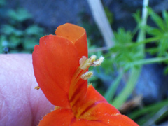 Erythranthe cinnabarina