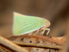 Paranotus