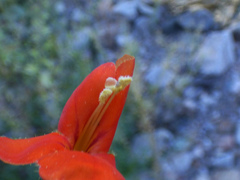 Erythranthe cinnabarina