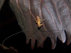 Niphetogryllacris submutica