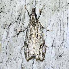 Eudonia strigalis