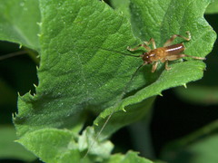 Niphetogryllacris submutica