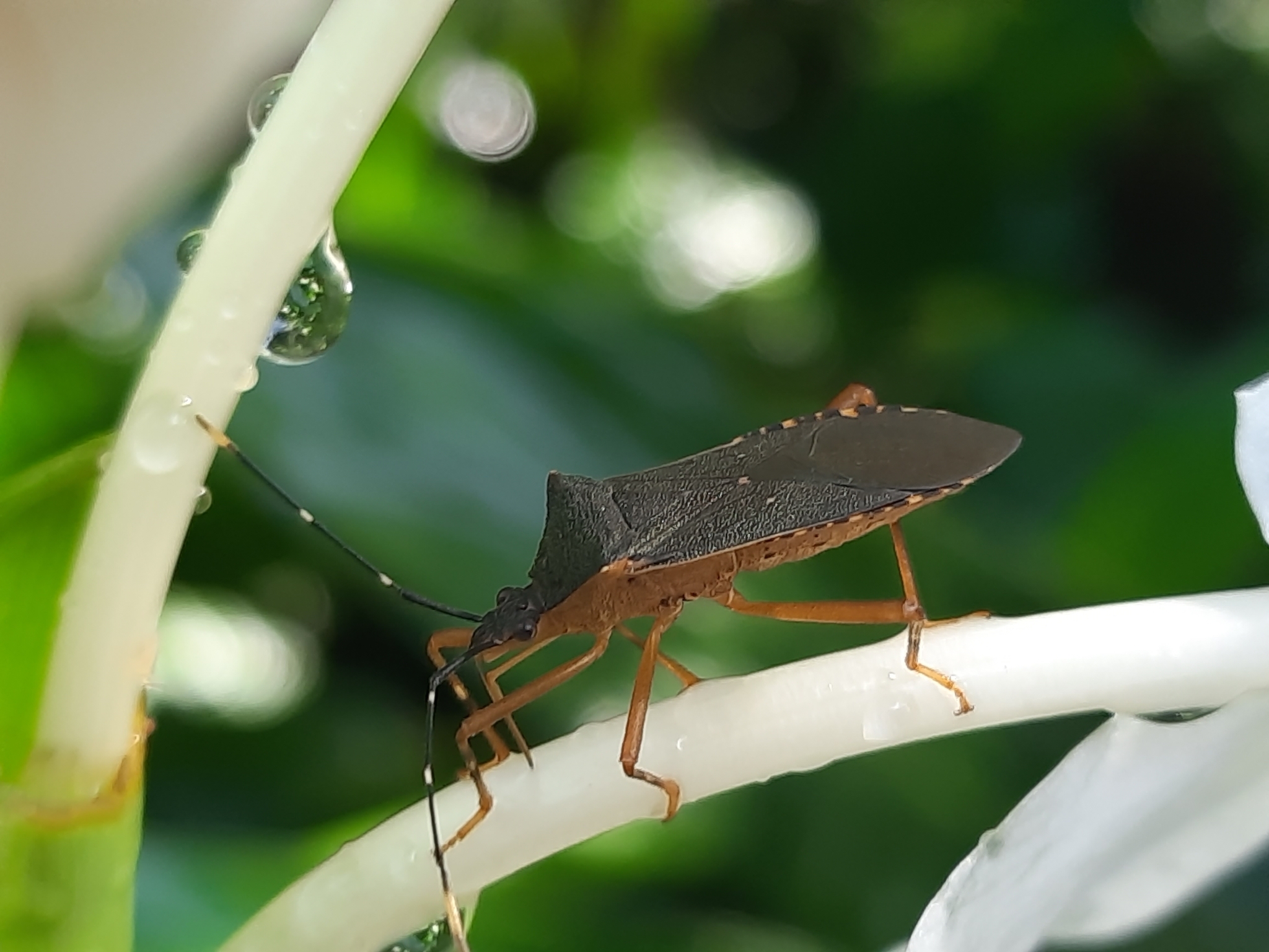 Leptoscelis elongator (Fabricius, 1803)