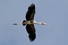 Painted Stork photo 2