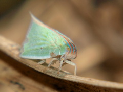 Paranotus