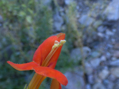 Erythranthe cinnabarina