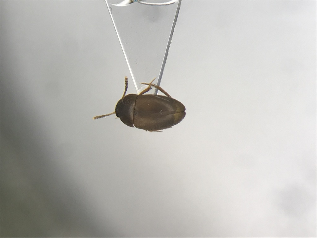 Catops luridipennis
