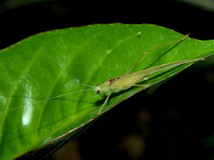 Eulioptera