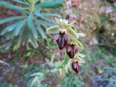 Ophrys sphegodes cretensis