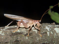 Niphetogryllacris submutica