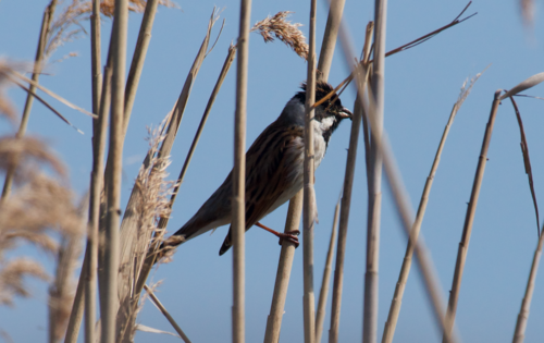 Reed Bunting