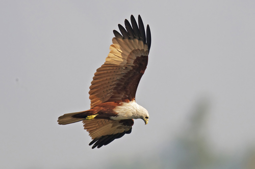 Brahminy Kite